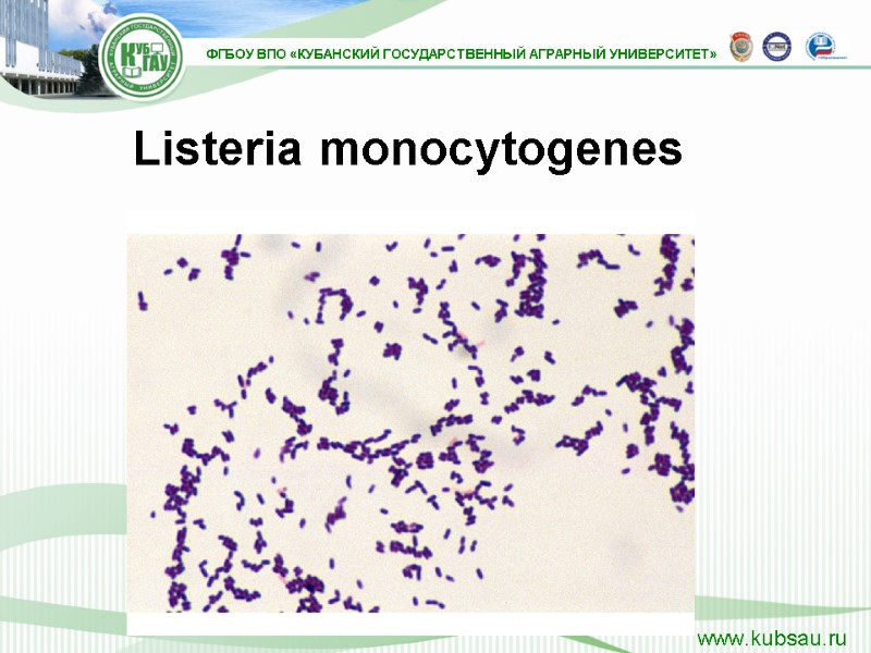 Listeria monocytogenes